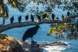 Buzzard in the tree, Acapulco México by Alejandro Topete 
